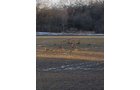 Lake County, Indiana farmland - LAND AUCTION - 147+/- ACRES OFFERED IN 3 TRACTS IN LAKE COUNTY, INDIANA